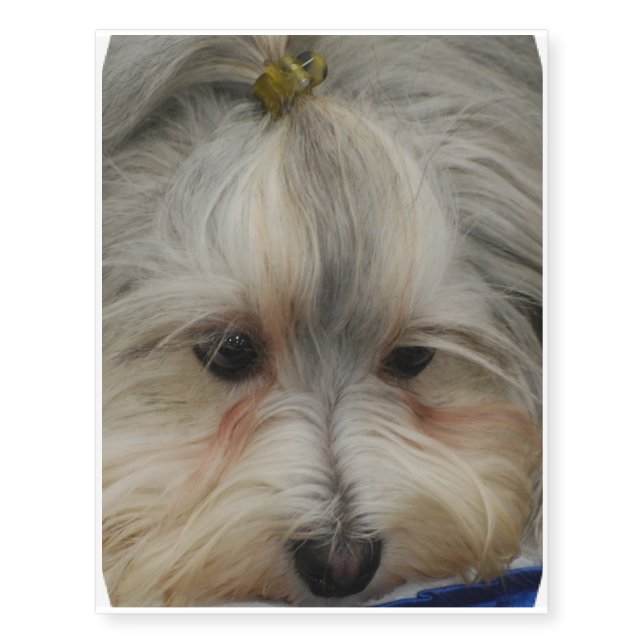 Resting Havanese Dog Temporary Tattoos (Front)