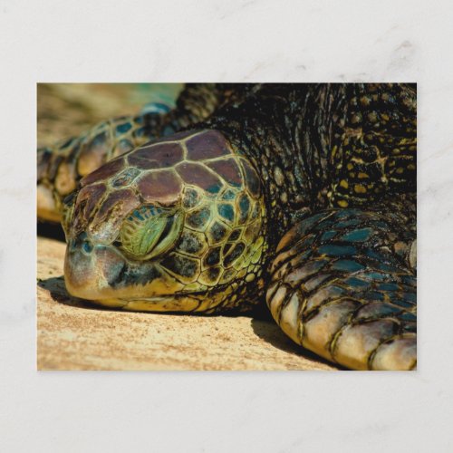 Resting Hawaiian Green Sea Turtle Honu Postcard