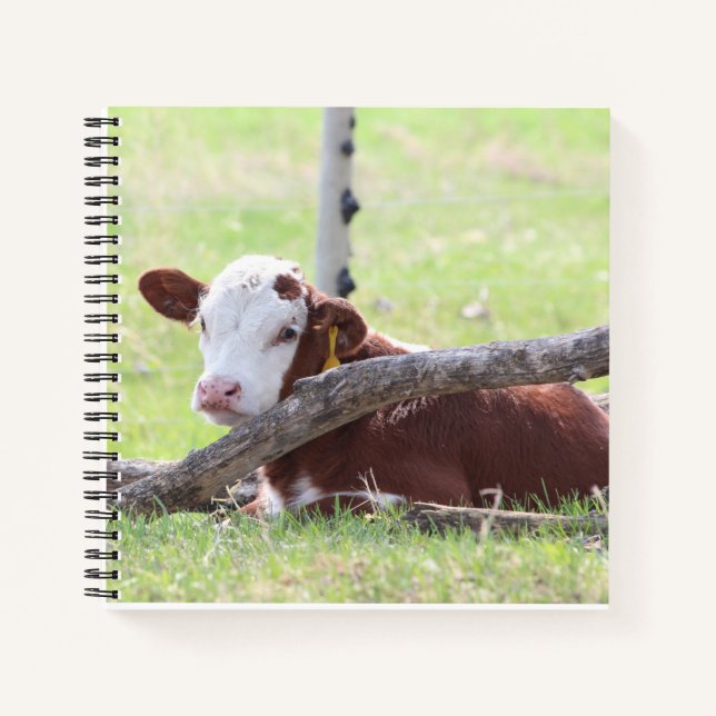 Resting Hereford Calf Notebook (Front)
