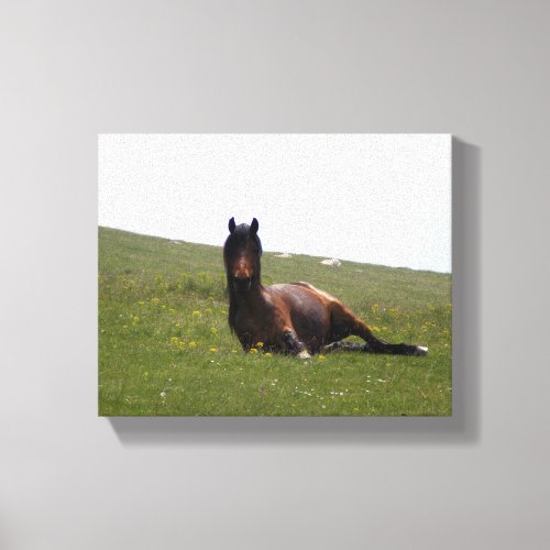 Resting Horse Tired Horse Relax Horse Canvas Print