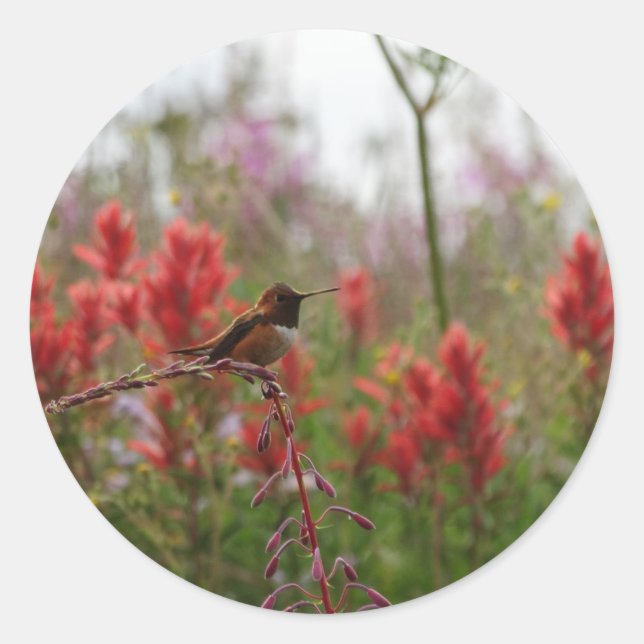 Resting Hummingbird Classic Round Sticker (Front)