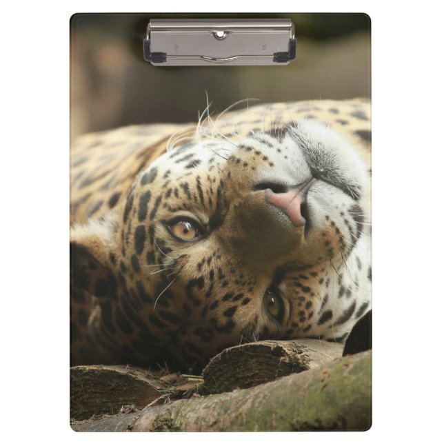 Resting Jaguar Clipboard (Front)