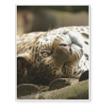 Resting Jaguar Temporary Tattoos