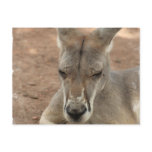 Resting Kangaroo  Postcards