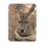 Resting Kangaroo  Premium Magnet