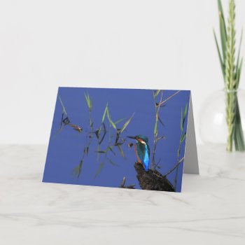 Resting Kingfisher Card by Welshpixels at Zazzle