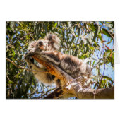 Resting Koala (Front Horizontal)