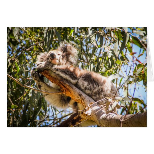 Resting Koala (Front Horizontal)