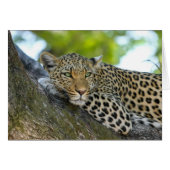 Resting Leopard Cards (Front Horizontal)