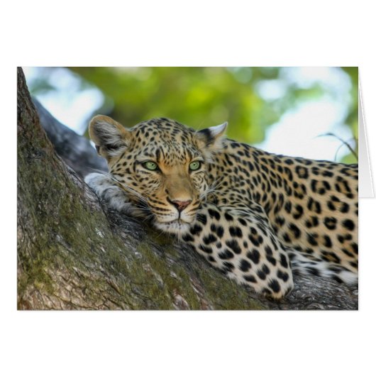 Resting Leopard Cards (Front Horizontal)