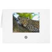 Resting Leopard Cards (Back Horizontal)
