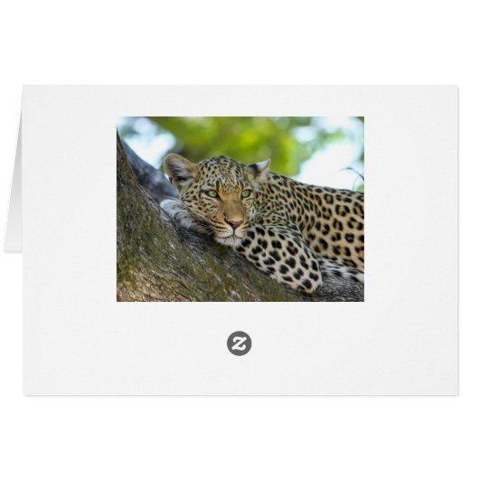 Resting Leopard Cards (Back Horizontal)
