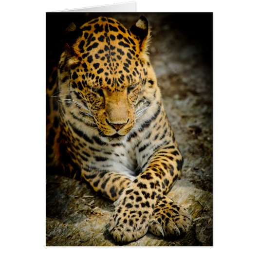 Resting Leopard Greeting Card (Front)