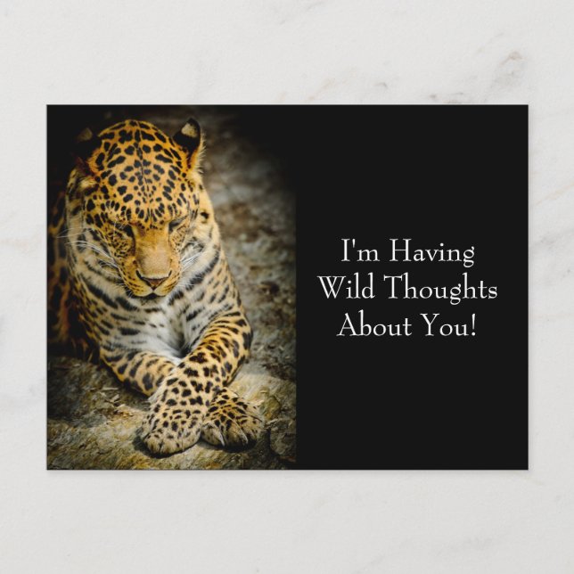 Resting Leopard "Wild Thoughts" Postcard (Front)