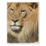 Resting Lion Temporary Tattoos