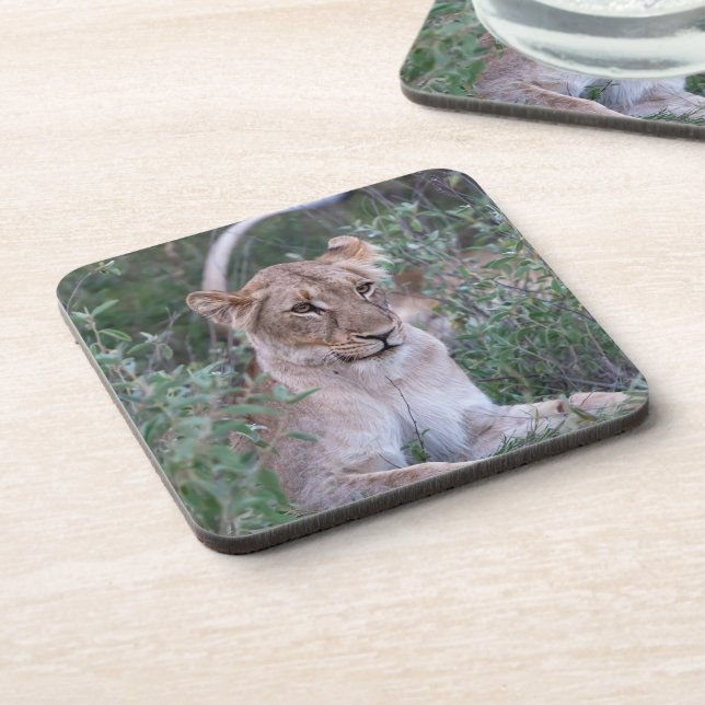 Resting Lioness – African Wildlife Art Beverage Coaster (Left Side)