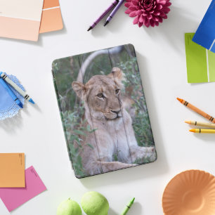Resting Lioness in African Wildlife Scene iPad Pro Cover