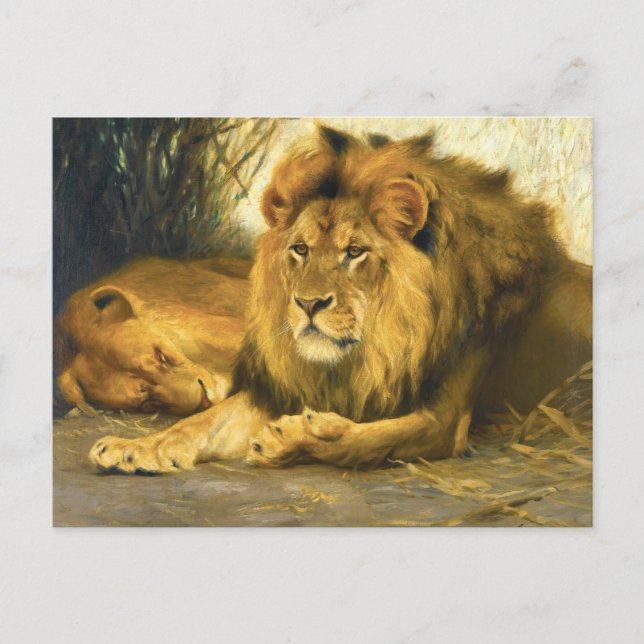 Resting Lions by Wilhelm Kuhnert Postcard (Front)
