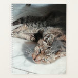 Resting old cat. planner<br><div class="desc">My cat lying at my feet.</div>