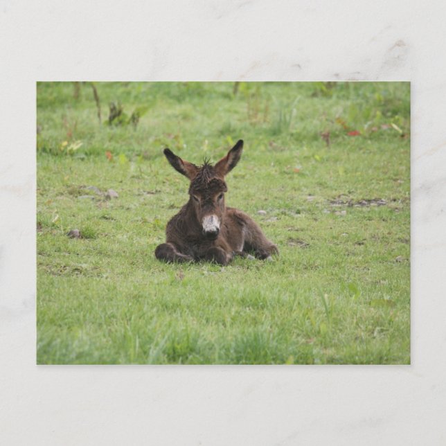Resting on Grass Postcard (Front)
