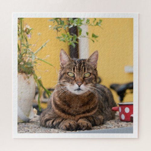 Resting Outdoor Bright Yellow Tabby Cat Photo Jigsaw Puzzle