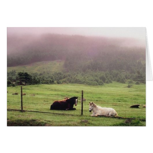 Resting Pasture Horses Cards (Front Horizontal)