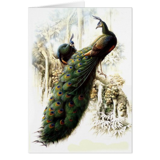 Resting Peacocks Cards (Front)