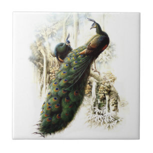 Resting Peacocks Tile