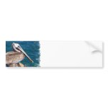 Resting Pelican Bumper Sticker