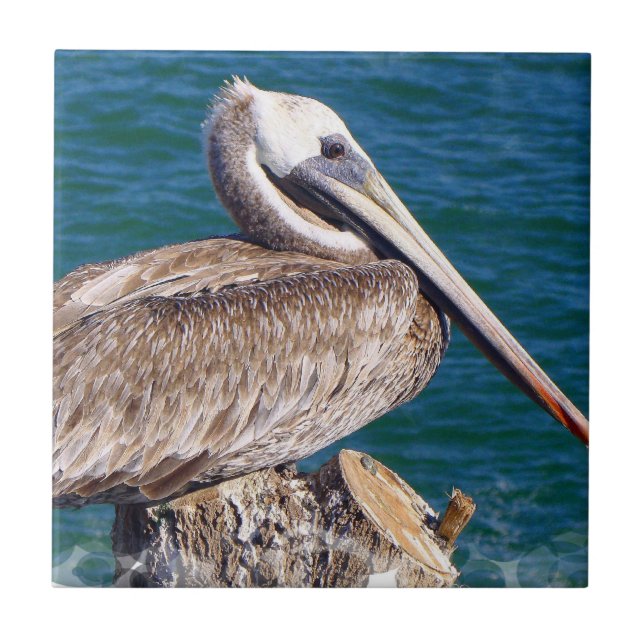 Resting Pelican Tile (Front)
