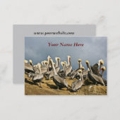 Resting Pelicans Business Card (Front/Back)