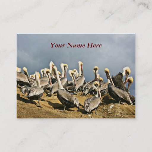 Customizable Resting Pelicans Business Card Templates