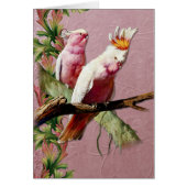 Resting Pink Cockatoos - Customize (Front)