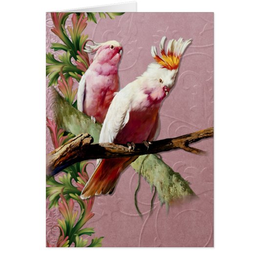 Resting Pink Cockatoos - Customize Cards (Front)