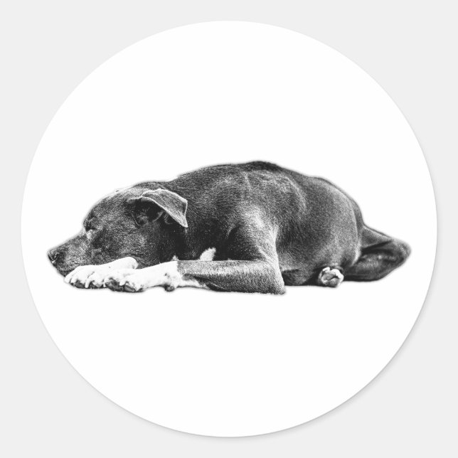 Resting Pitbull Mix Black and White Art Sticker (Front)