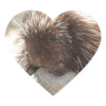 Resting Porcupine Heart Sticker
