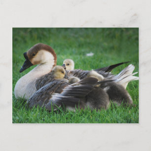 Resting Postcard