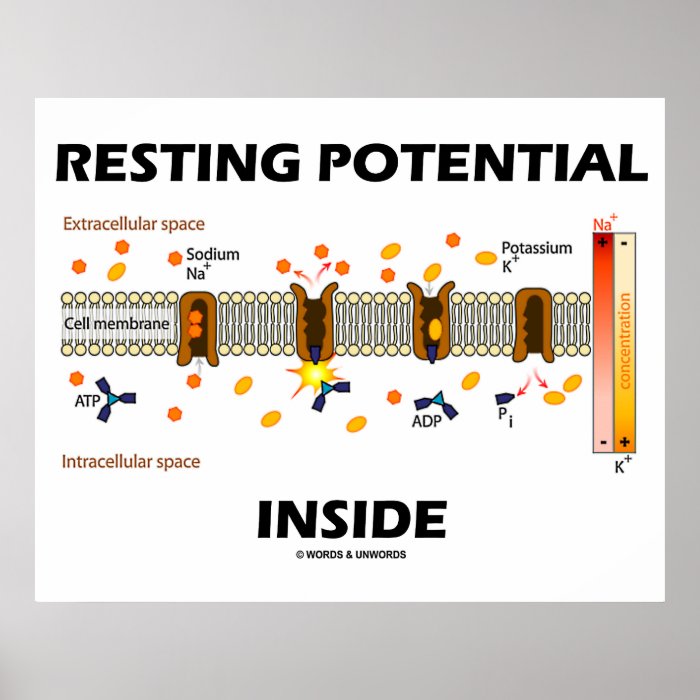 Resting Potential Inside (Active Transport Na K) Posters