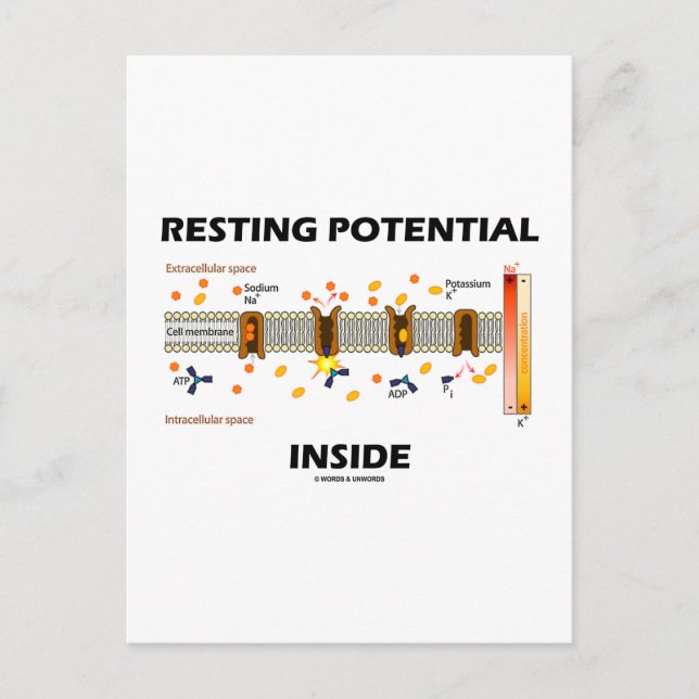 Resting Potential Inside (Sodium-Potassium Pump) Postcard (Front)