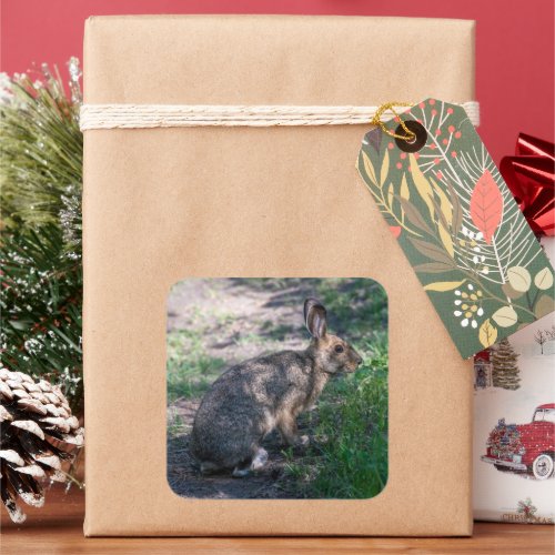 Resting Rabbit in Nature Square Sticker