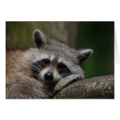 Resting Raccoon (Front Horizontal)
