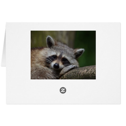 Resting Raccoon (Back Horizontal)