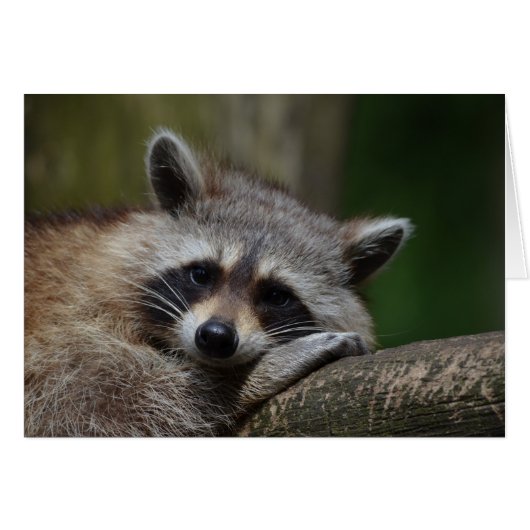 Resting Raccoon Cards (Front Horizontal)