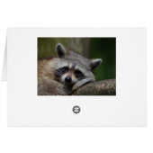 Resting Raccoon Cards (Back Horizontal)