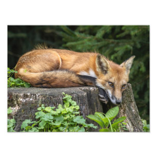 Resting Red Fox Photo Print