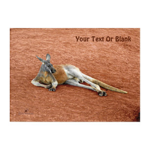 Resting Red Kangaroo Buck Acrylic Print
