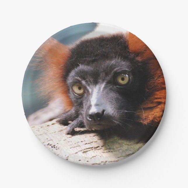 Resting Red Ruffed Lemur Paper Plates (Front)