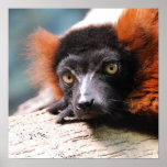 Resting Red Ruffed Lemur Poster