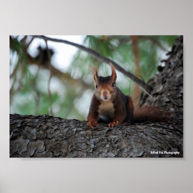 Resting Red Squirrel Poster (Front)