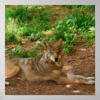 Resting Red Wolf Poster by WildlifeAnimals at Zazzle